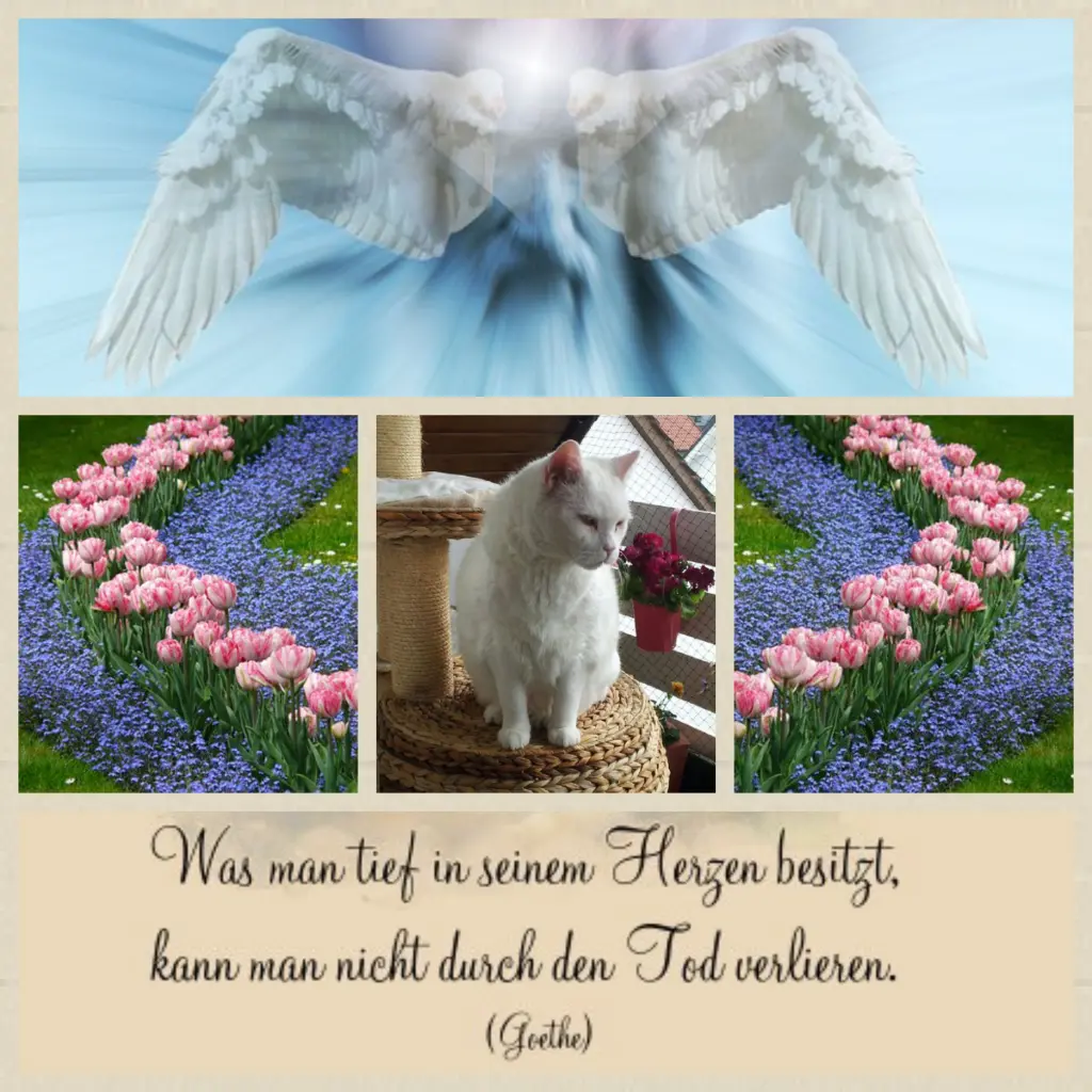 Condolence image of Anja mit Joy im Herzen ❤