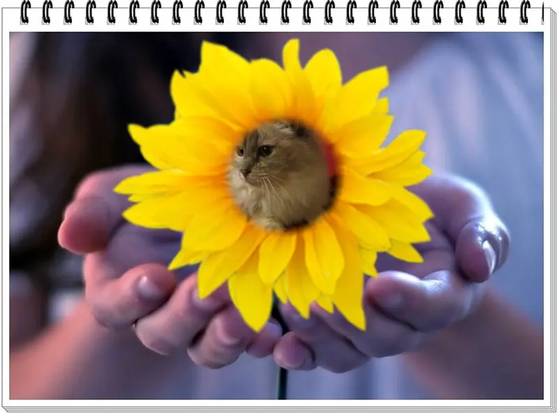 Condolence image of Uschi mit Seelenkatzen Jojo und Merlin