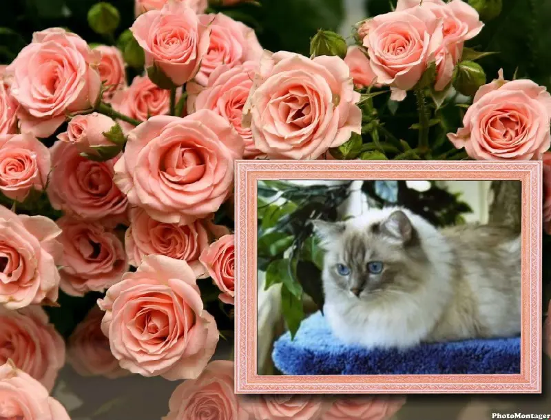 Condolence image of Uschi mit Seelenkatzen Jojo und Merlin