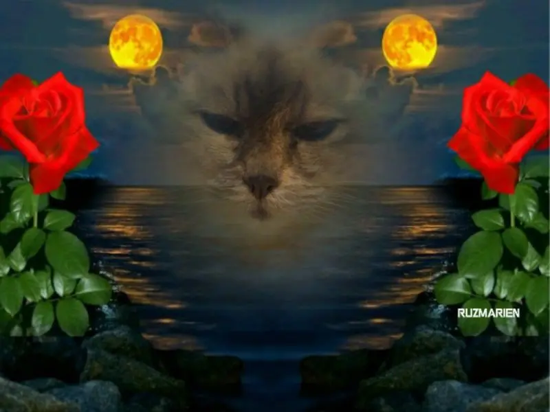 Condolence image of Uschi mit Seelenkatzen Jojo und Merlin