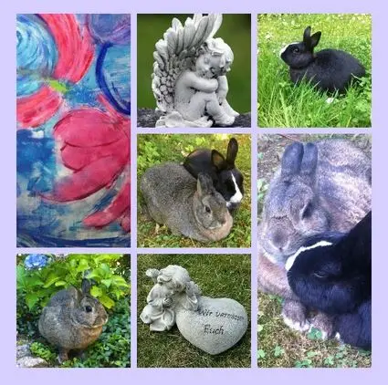 Condolence image of Eine Sonntagsrose für Gismo 