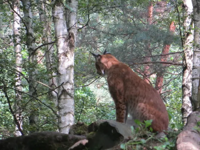 Condolence image of Uschi mit Seelenkatzen Jojo und Merlin