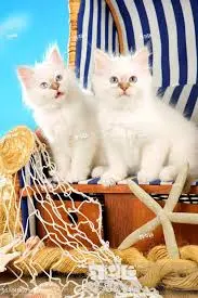 Condolence image of Brigitte mit Nelly, Benny und Axel im Herzen