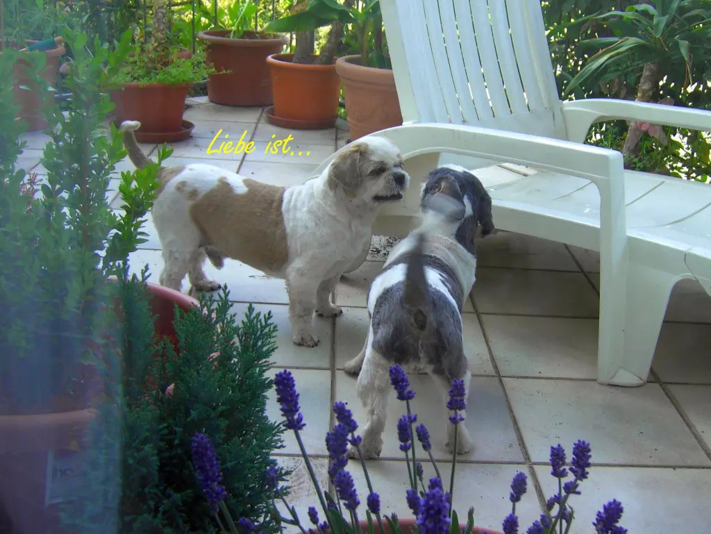 Condolence image of Marika mit Balou und Hippo im Herzen
