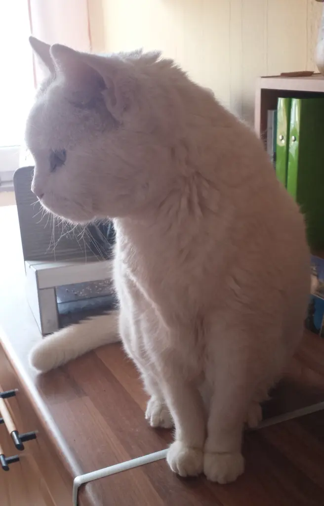 Condolence image of deiner Ilse, 8 Monate ohne Dich