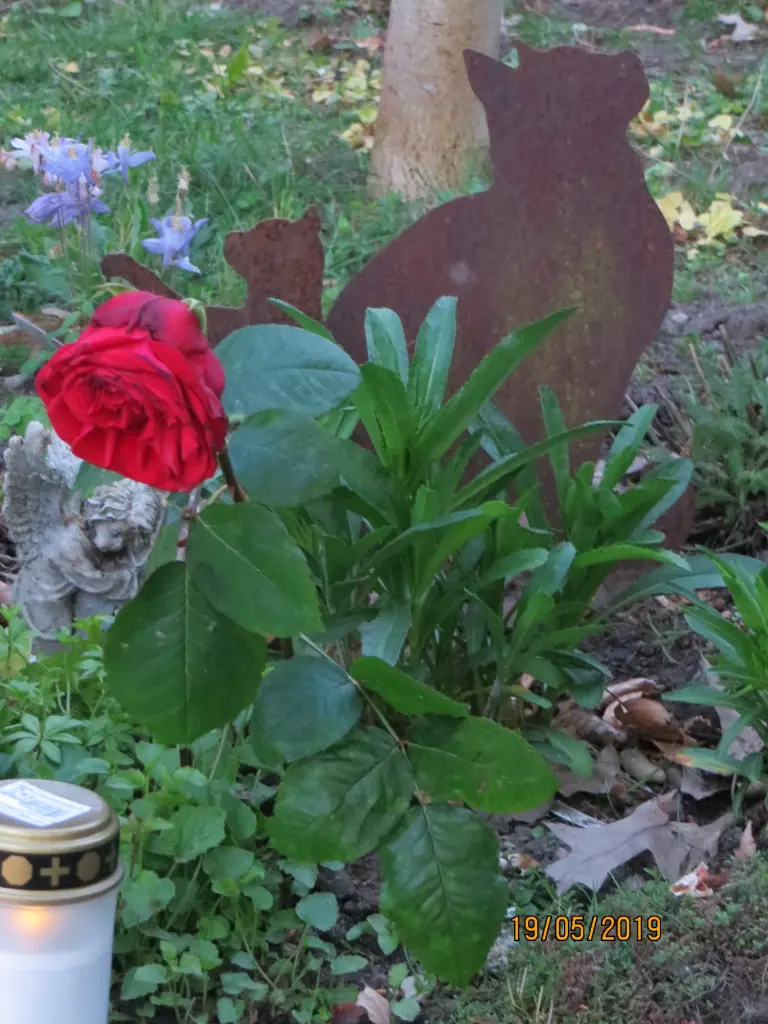 Condolence image of Uschi mit Seelenkatzen Jojo und Merlin