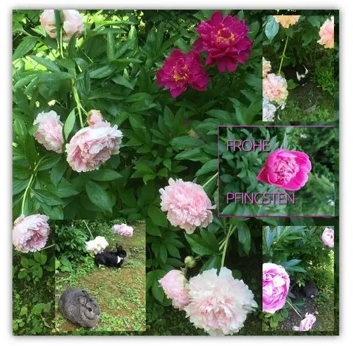 Condolence image of Frohe Pfingsten