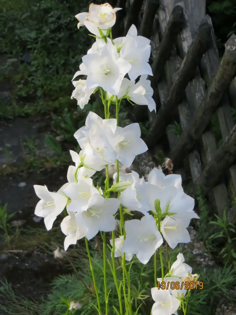 Condolence image of Uschi mit Seelenkatzen Jojo und Merlin