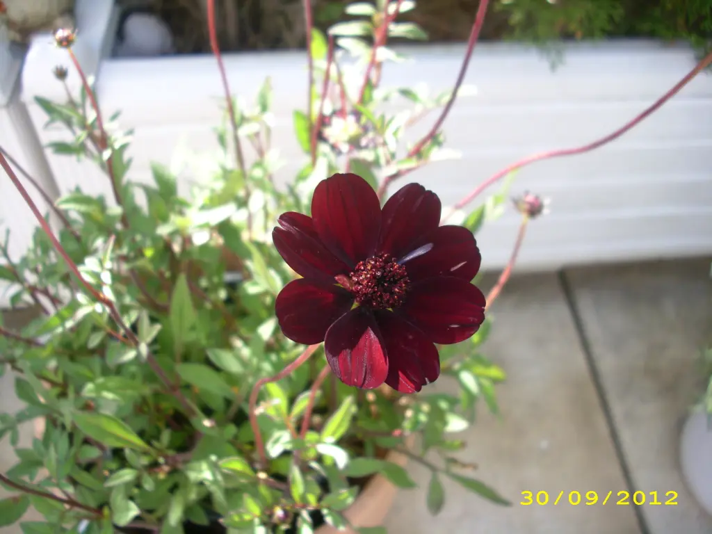 Condolence image of Ilse für Volkmar und Gismo