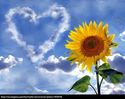 Condolence image of Jutta mit Purzel tief im Herzen ✟ 08.05.2016