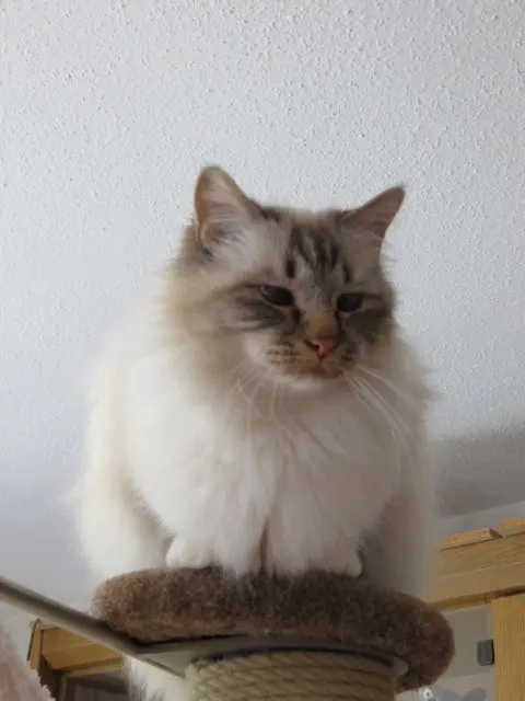 Condolence image of Uschi mit Seelenfreunden Shiva, Jojo und Merlin