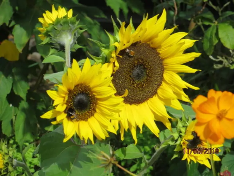 Condolence image of Uschi mit seelenfreunden Shiva, Jojo und Merlin