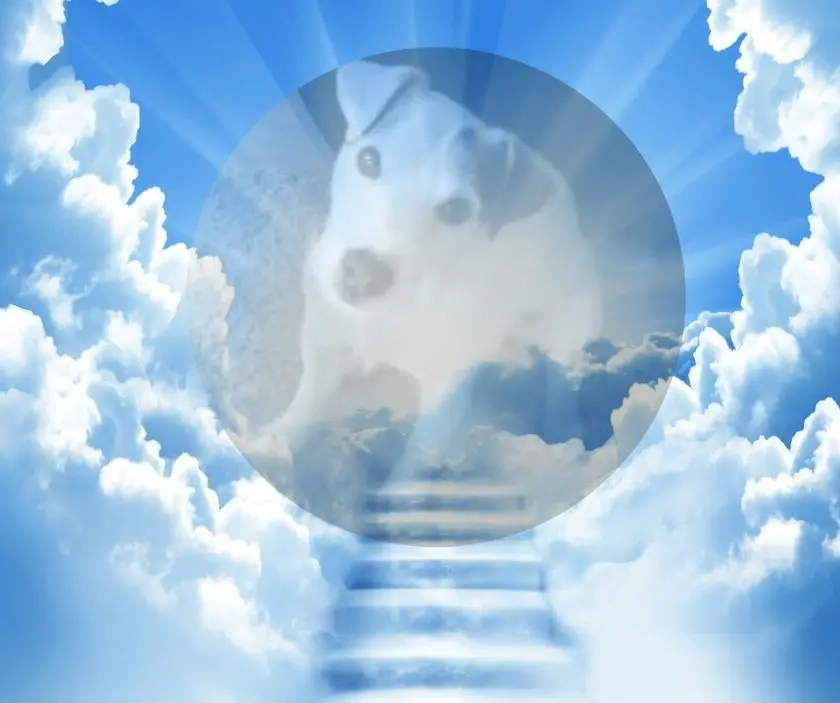 Condolence image of Kerstin mit Gismo im Herzen 