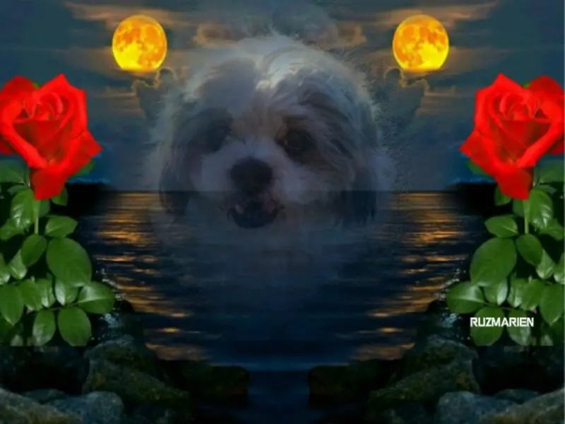 Condolence image of Marika mit Balou und Hippo im Herzen