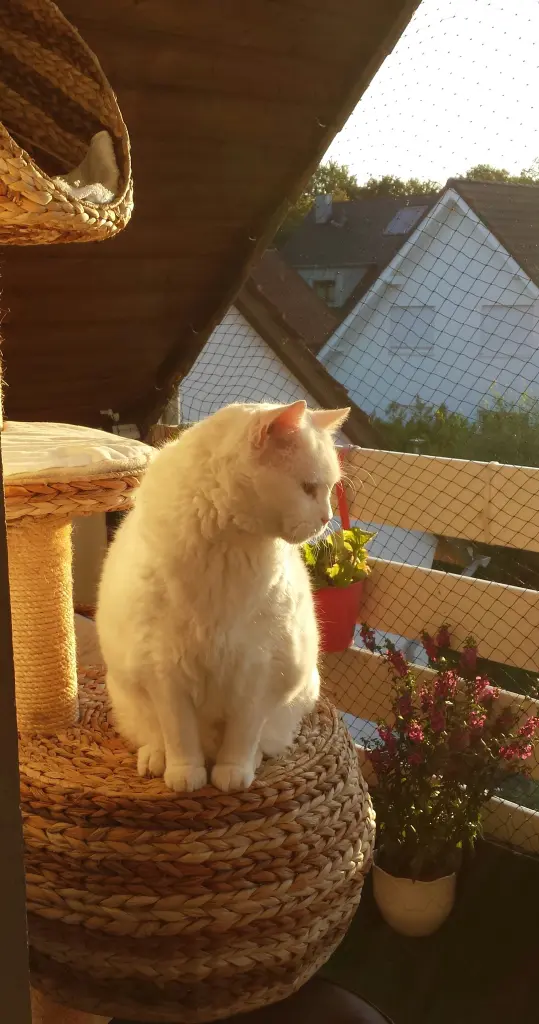 Condolence image of deiner Ilse, 10 Monate ohne Dich