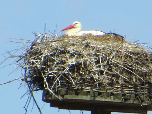 Condolence image of Uschi mit Seelenfreunden Shiva, Jojo und Merlin