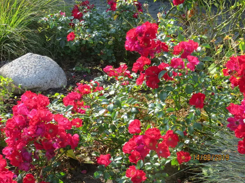 Condolence image of Uschi mit Seelenfreunden Shiva, Jojo und Merlin