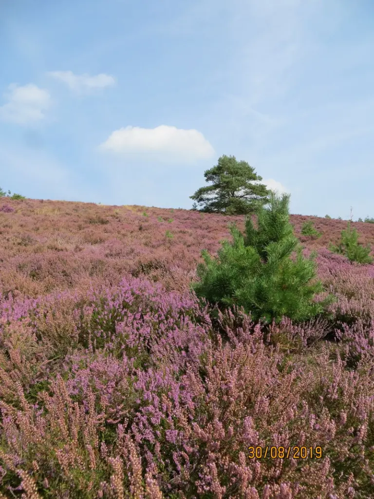 Condolence image of Uschi mit Seelenfreunden Shiva, Jojo und Merlin