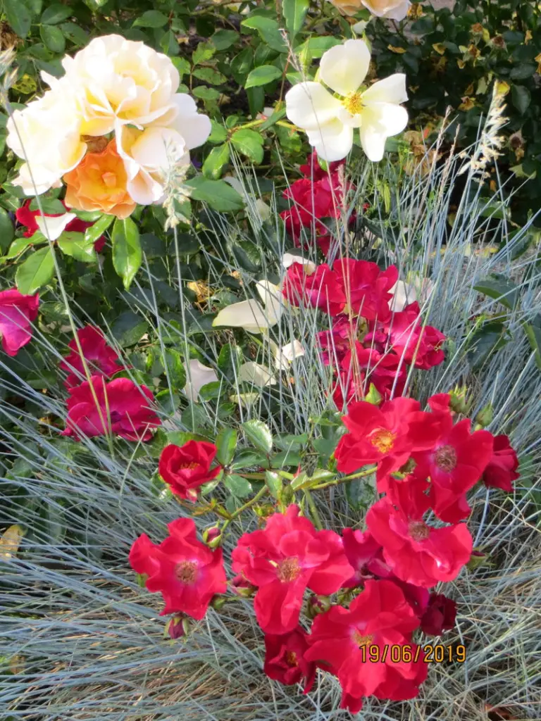 Condolence image of Eisbärchen Gismo , Regenbogenland