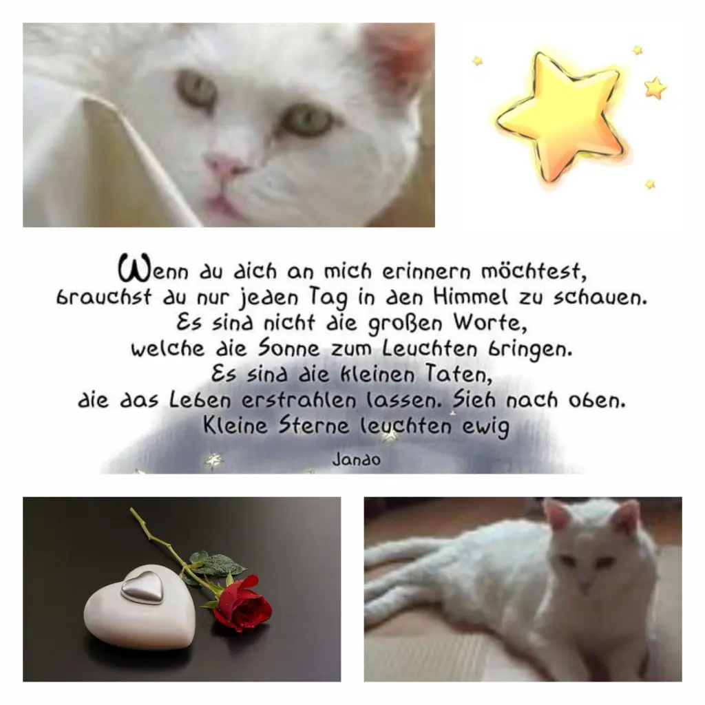 Condolence image of Anja mit Joy im Herzen ❤