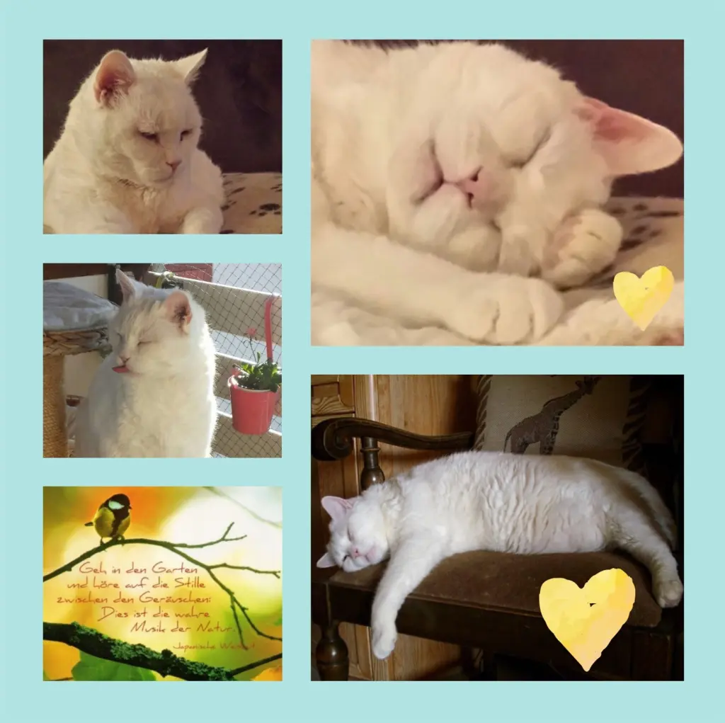 Condolence image of Eine Sternchenrose für Gismo