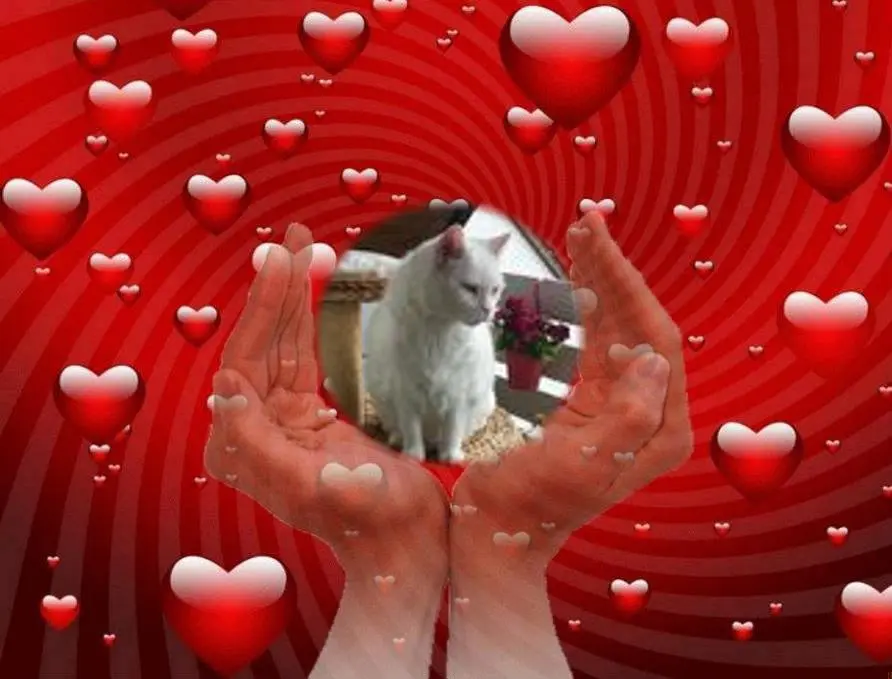 Condolence image of ❤️1.Sternchen❤️Tag fur Gismo❤️