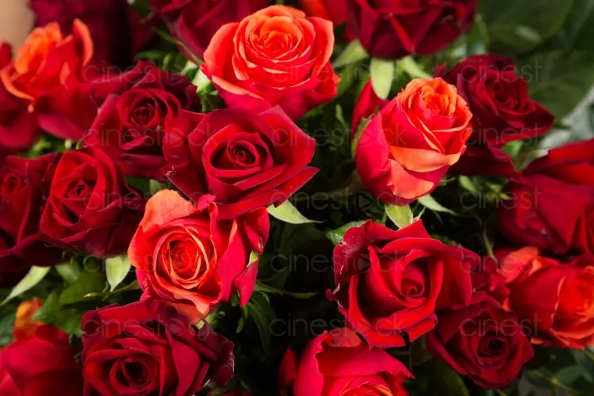 Condolence image of Michaela mit Nicko und Ariane ganz tief im ❤