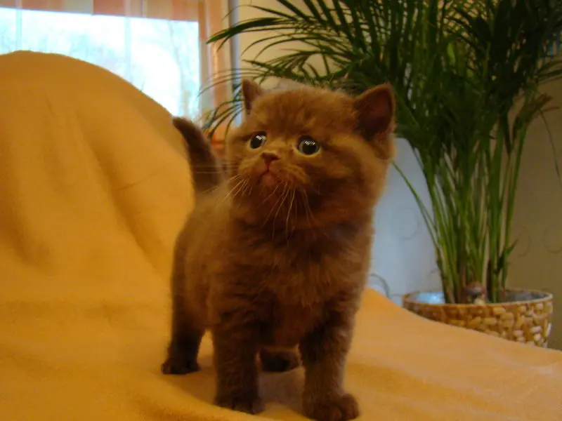 Condolence image of Jojo,Regenbogenland