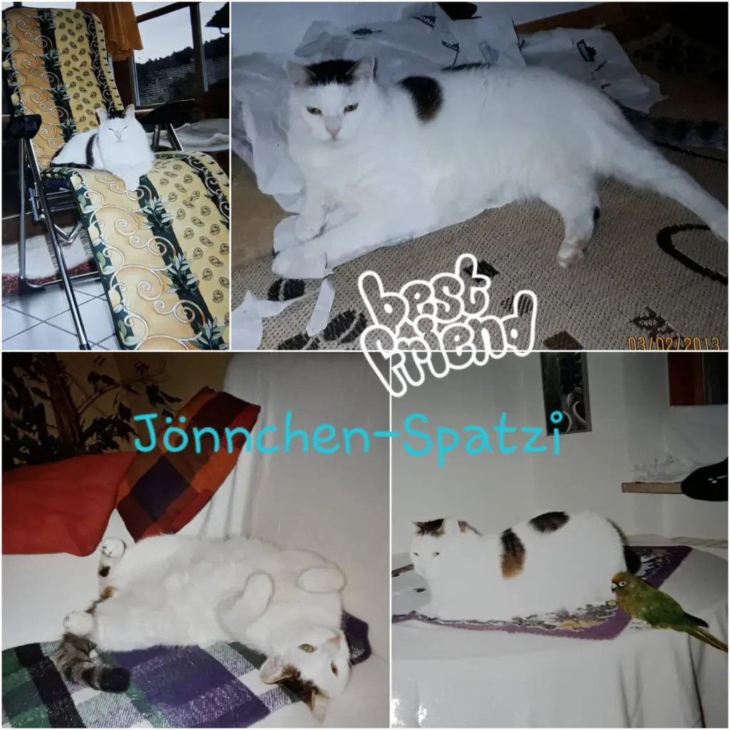 Condolence image of Eike und Edeltraud mit Mulle Miezi und Jonny tief im Herzen ♥️