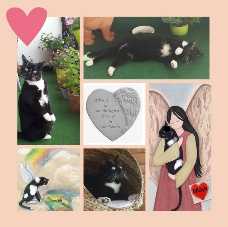 Condolence image of Rosen für Maja 