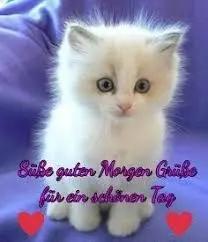 Condolence image of Brigitte mit Nelly, Benny und Axel im Herzen