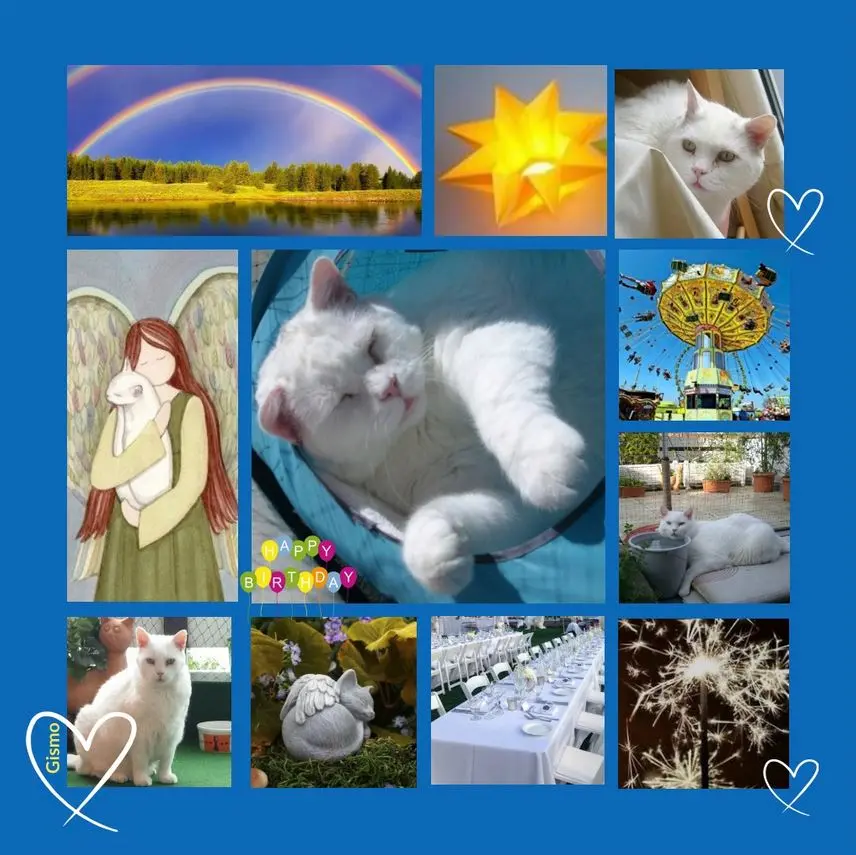 Condolence image of Geburtstagsrosen für Gismo