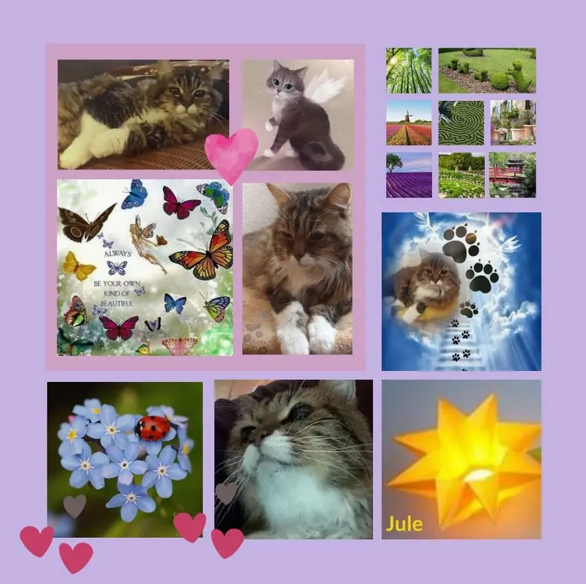 Condolence image of Rosen für Gismo 