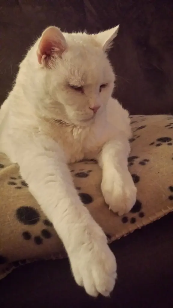 Condolence image of Deiner Ilse in Liebe