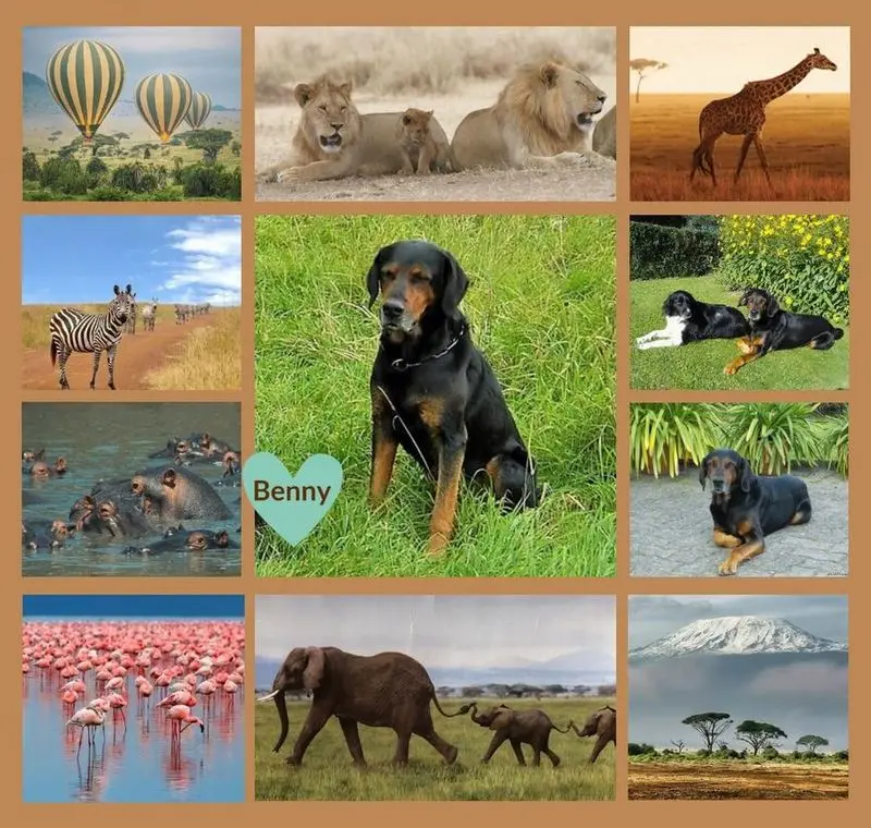 Condolence image of Rosen für Gismo 