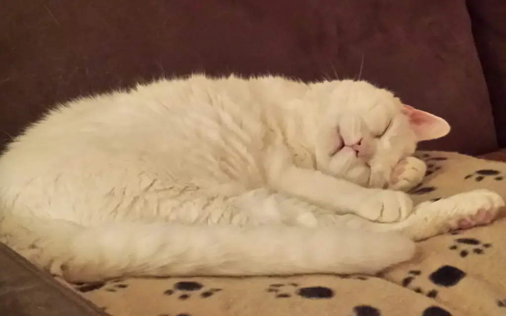 Condolence image of deiner Ilse, 1 Jahr und 9 Monate ohne dich