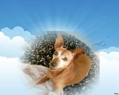 Condolence image of Purzel aus dem Regenbogenland