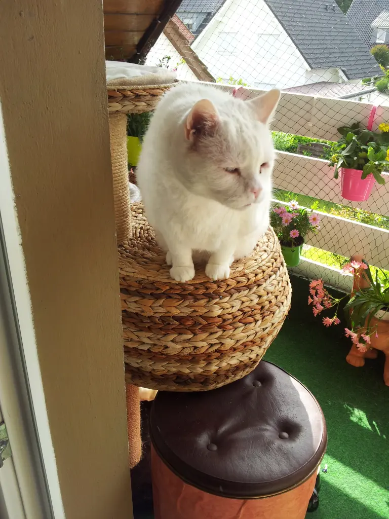 Condolence image of deiner Ilse, ein Jahr und 11 Monate ohne dich