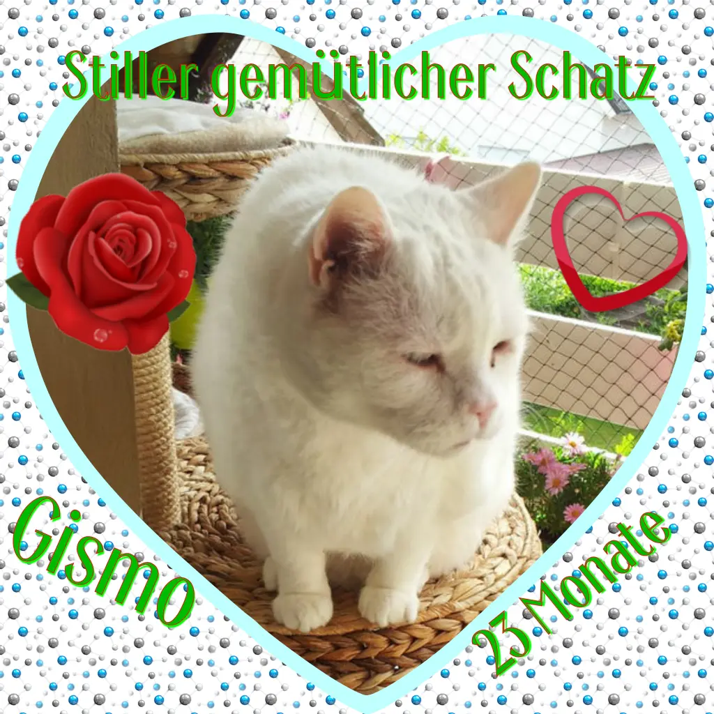 Condolence image of Eike und Edeltraud mit Mulle, Miezi, Jonny, Felix, Lemmi und Tommi tief im Herzen ❤❤❤❤❤❤