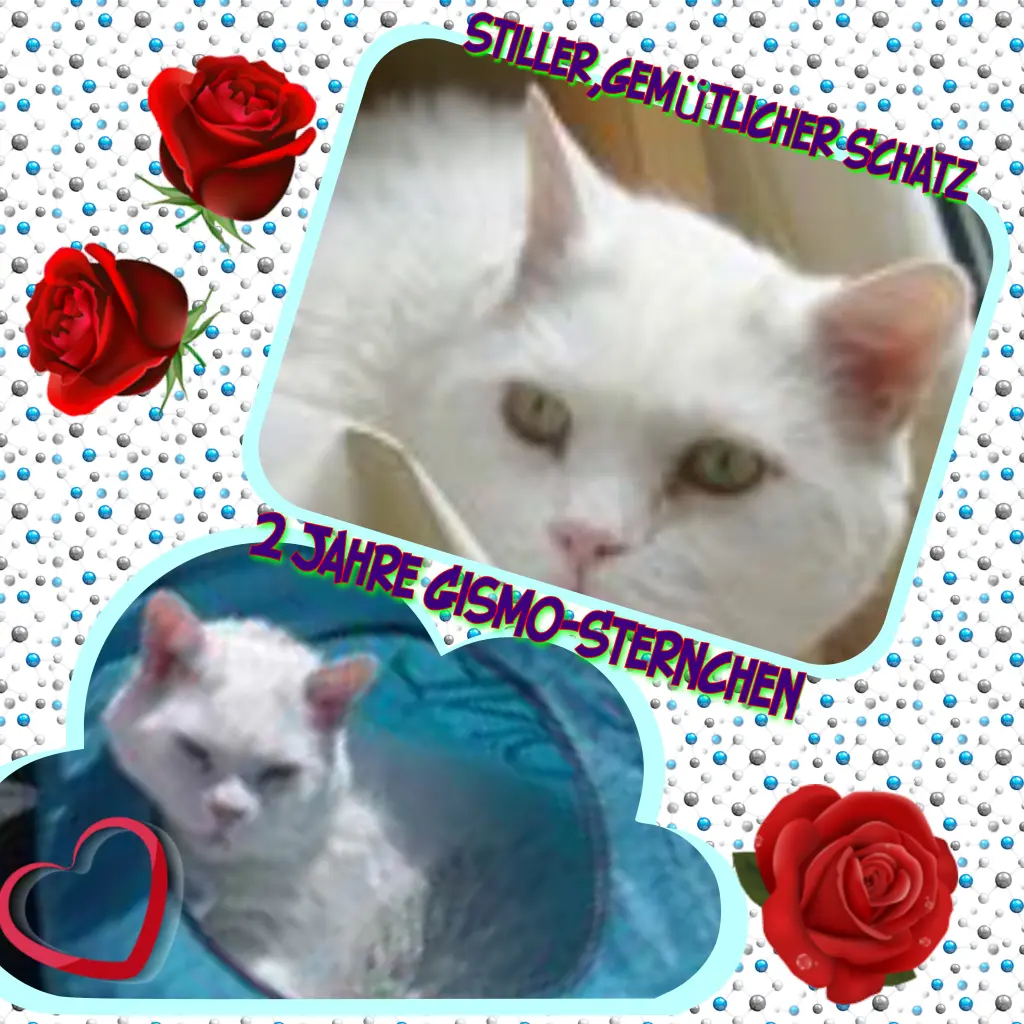 Condolence image of Eike und Edeltraud mit Mulle, Miezi, Jonny, Felix, Lemmi und Tommi tief im Herzen ❤❤❤❤❤❤