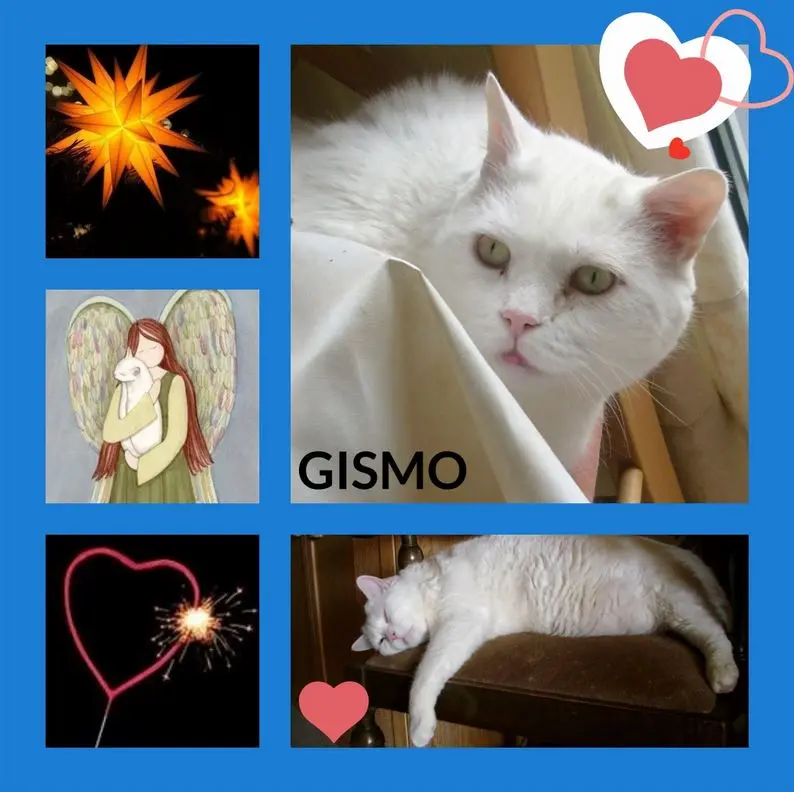 Condolence image of Rosen für Gismo zum 2. Sternchengeburtstag