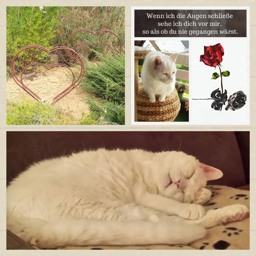 Condolence image of Anja mit Joy im Herzen 