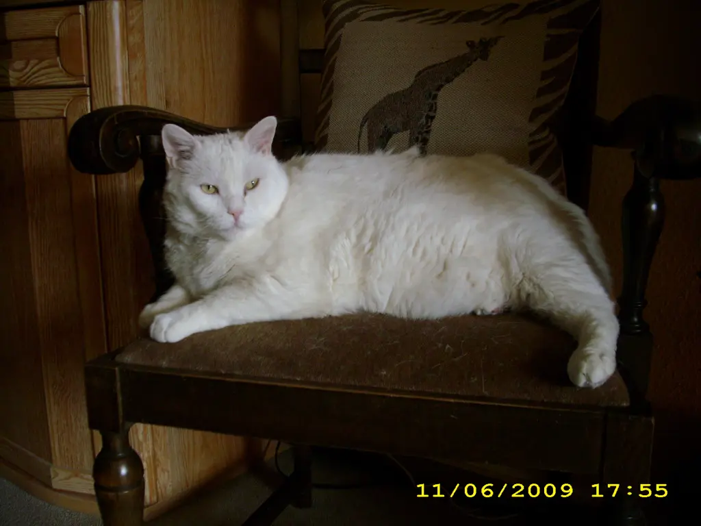 Condolence image of deiner Ilse, zwei Jahre und ein Monat ohne dich