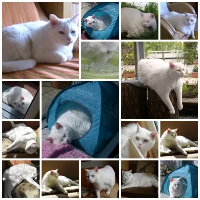 Condolence image of deiner Ilse, 2 Jahre und 2 Monate ohne dich