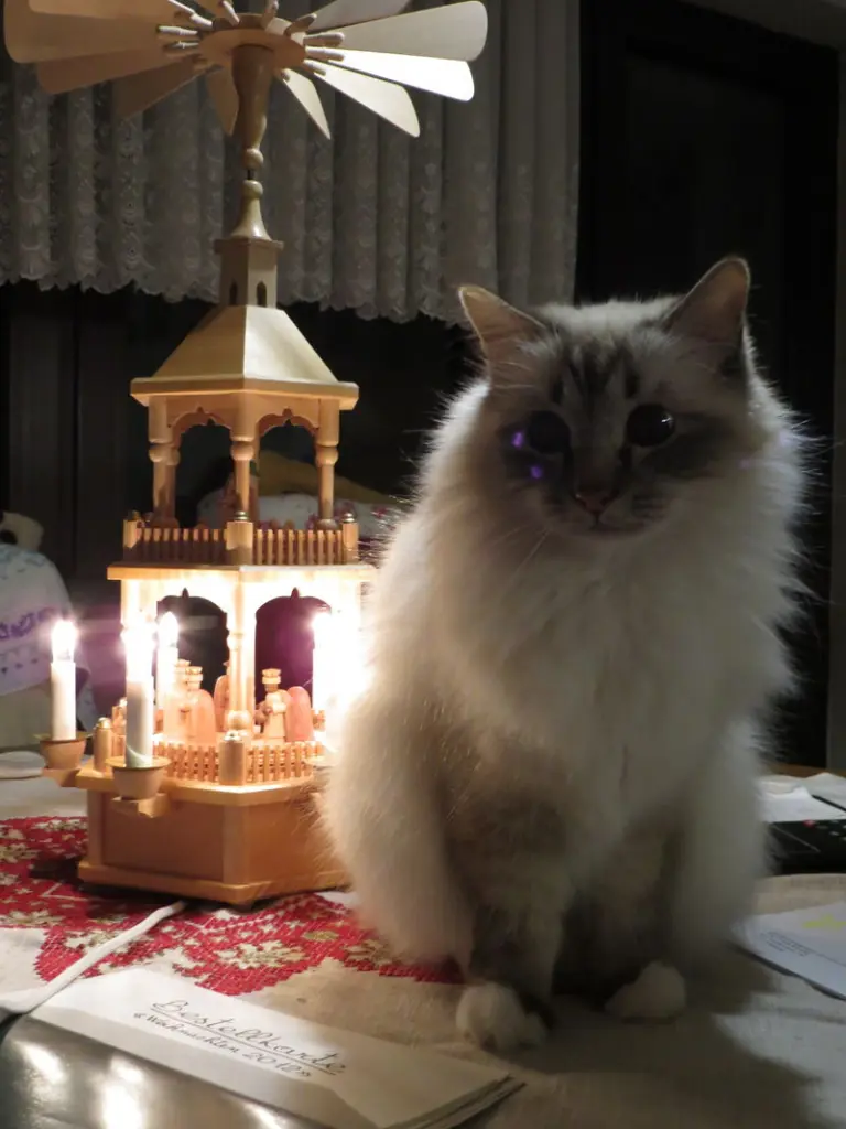 Condolence image of Uschi mit ihren Sternchen Shiva, Jojo und Merlin