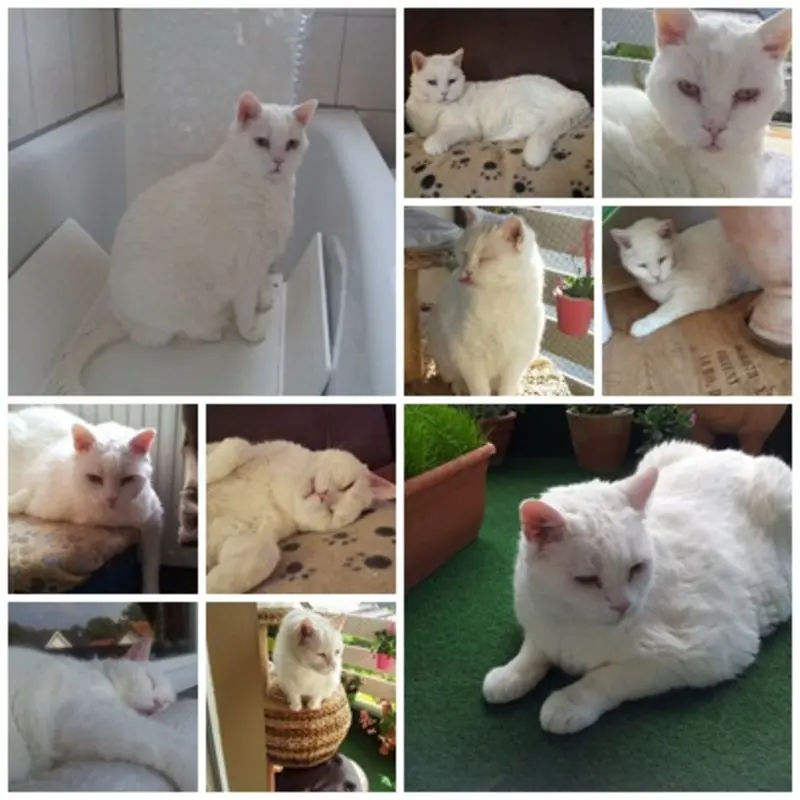 Condolence image of deiner Ilse, zwei Jahre und vier Monate ohne dich