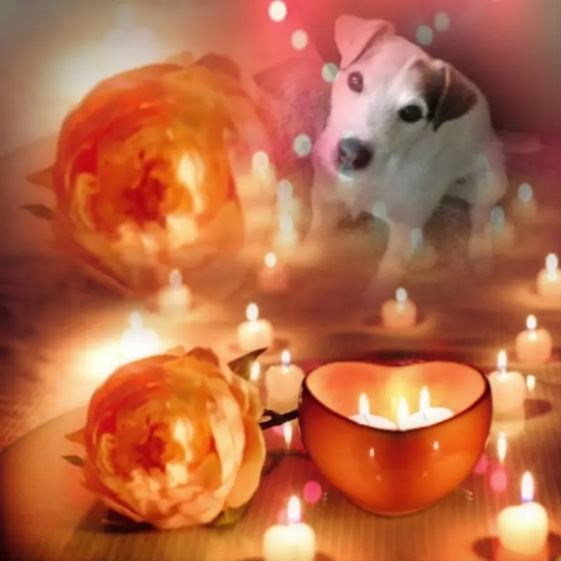 Condolence image of Kerstin mit Gismo im Herzen 