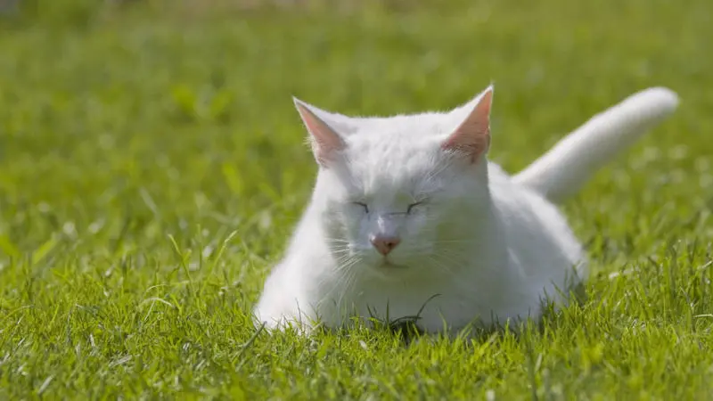 Condolence image of Tanja mit Timmy im Herzen