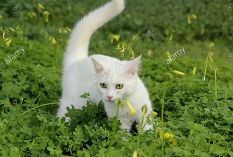 Condolence image of Tanja mit Timmy im Herzen