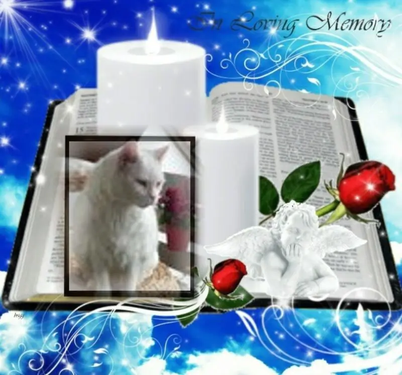 Condolence image of 3.Sternchen❤️❤️❤️Gedenktag❤️